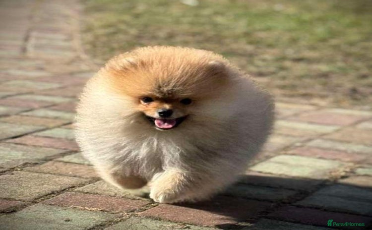 Pomeranian dogs - Advert 1