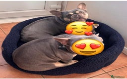 French Bulldog dogs for sale: Frenchie Girl Lilac & Tan KC - Image 7