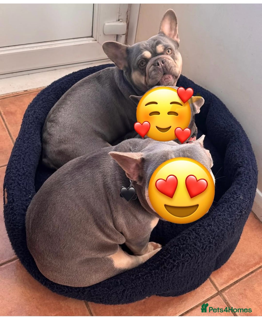 French Bulldog dogs for sale: Frenchie Girl Lilac & Tan KC - Image 7