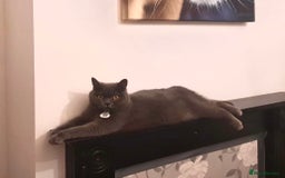British Shorthair cats for sale: Adorable 3 Kittens Looking for Loving Homes - Image 12