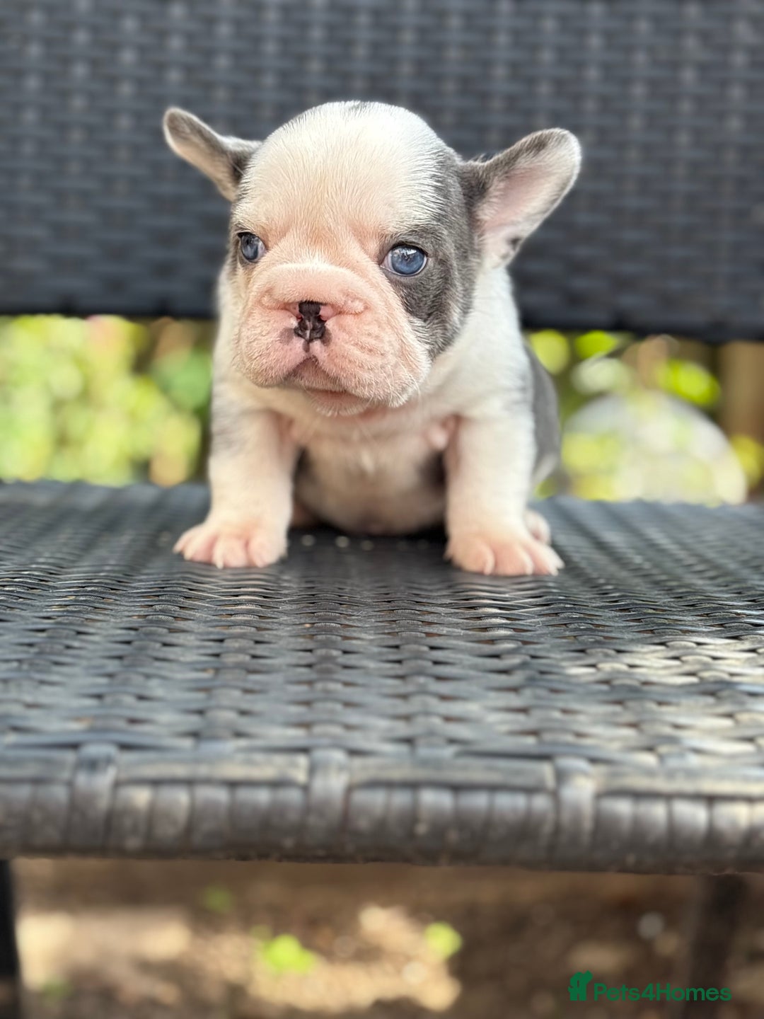 French Bulldog dogs for sale: Beautiful French bulldog puppies Available  - Image 9