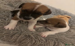 Jack Russell dogs for sale: 2 mini pure jack russel pups - Advert 1