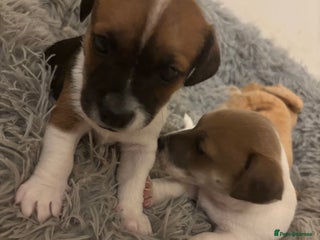 Jack Russell dogs for sale: 2 mini pure jack russel pups - Advert 1
