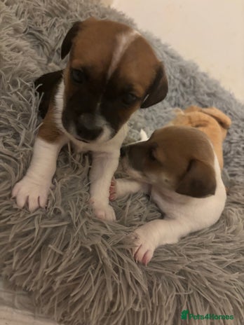 Jack Russell dogs 2 mini pure jack russel pups - Advert 2