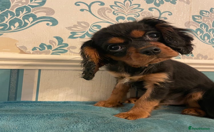 Cavalier King Charles Spaniel dogs - Advert 11