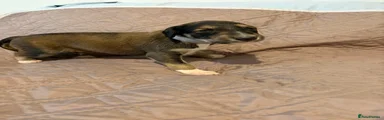 Saluki Puppy 2