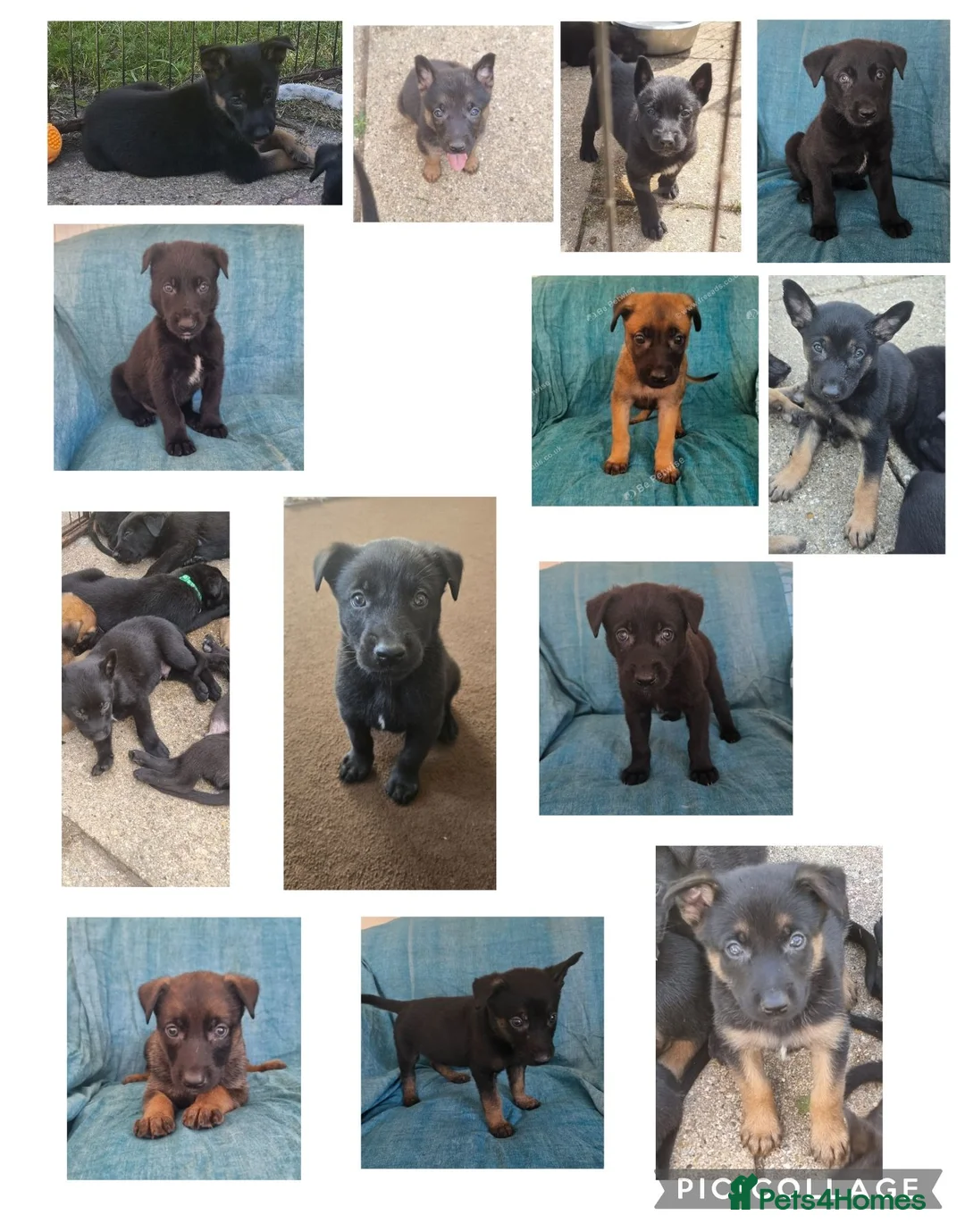 Belgian Shepherd Dog dogs for sale: Belgian malinois puppies KNVP working lines - Advert 2