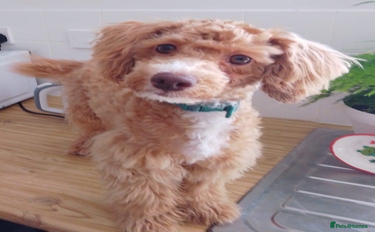 Mixed Breed dogs - Advert 7