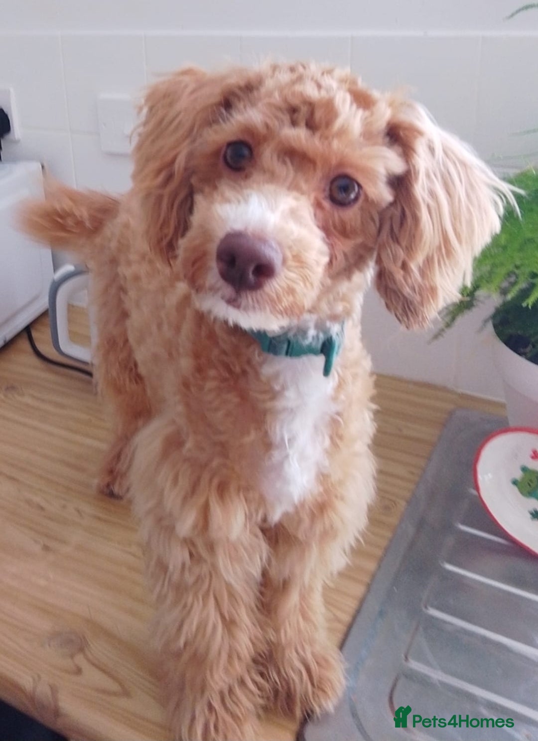 Mixed Breed dogs for sale: 8month old poodle - Image 1