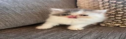 Exotic cats for sale: Exotic Persian kittens - Advert 12