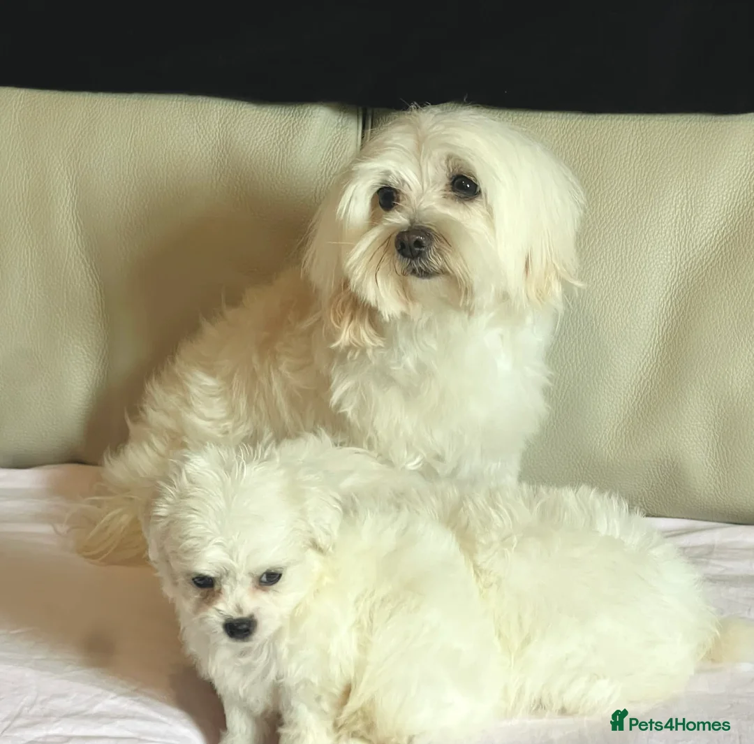 Maltipom dogs for sale: Maltipom puppies - Advert 2