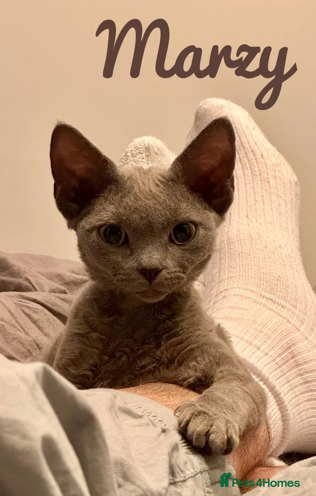 Devon Rex cats for sale: Pedigree DevRex Siblings-Looking for loving home  - Advert 12