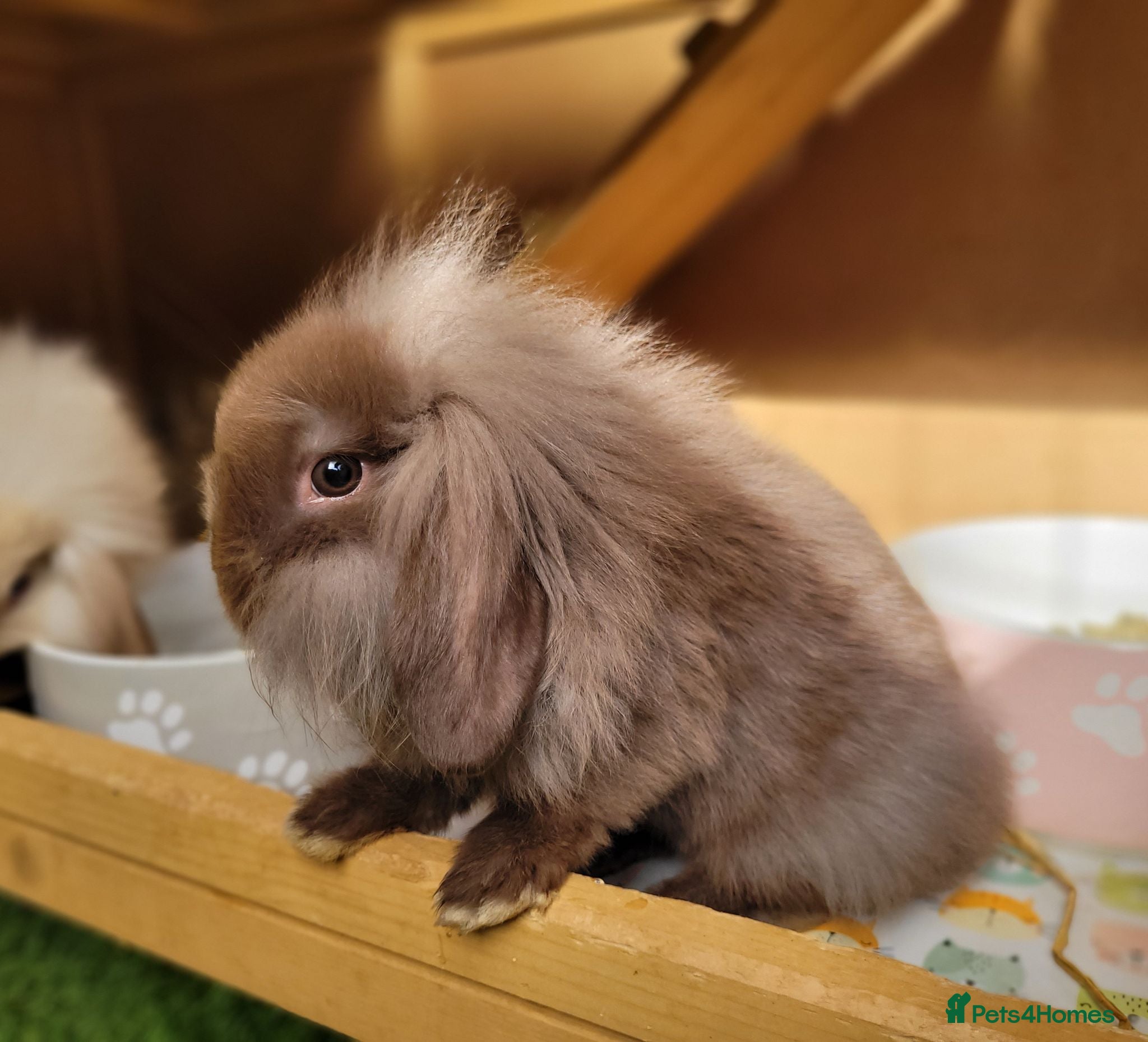 Mini Lion Lop rabbits Adorable Lion Lops - READY JULY 1ST - Advert 1