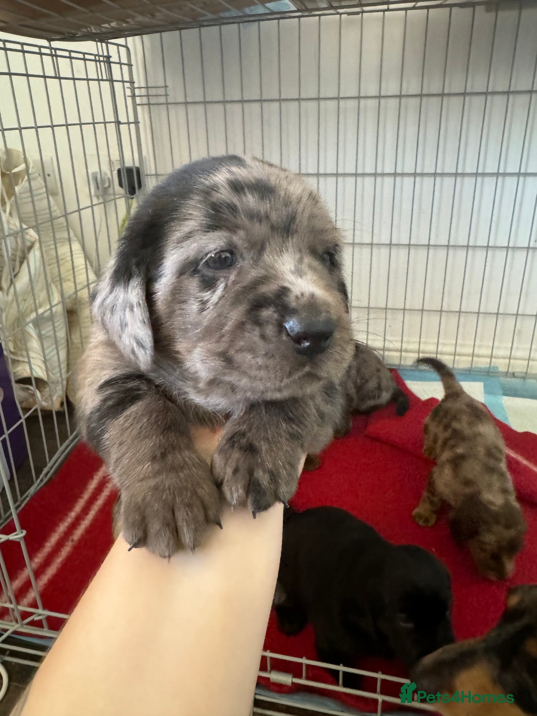Mixed Breed dogs for sale: Dachshador puppies  - Image 6