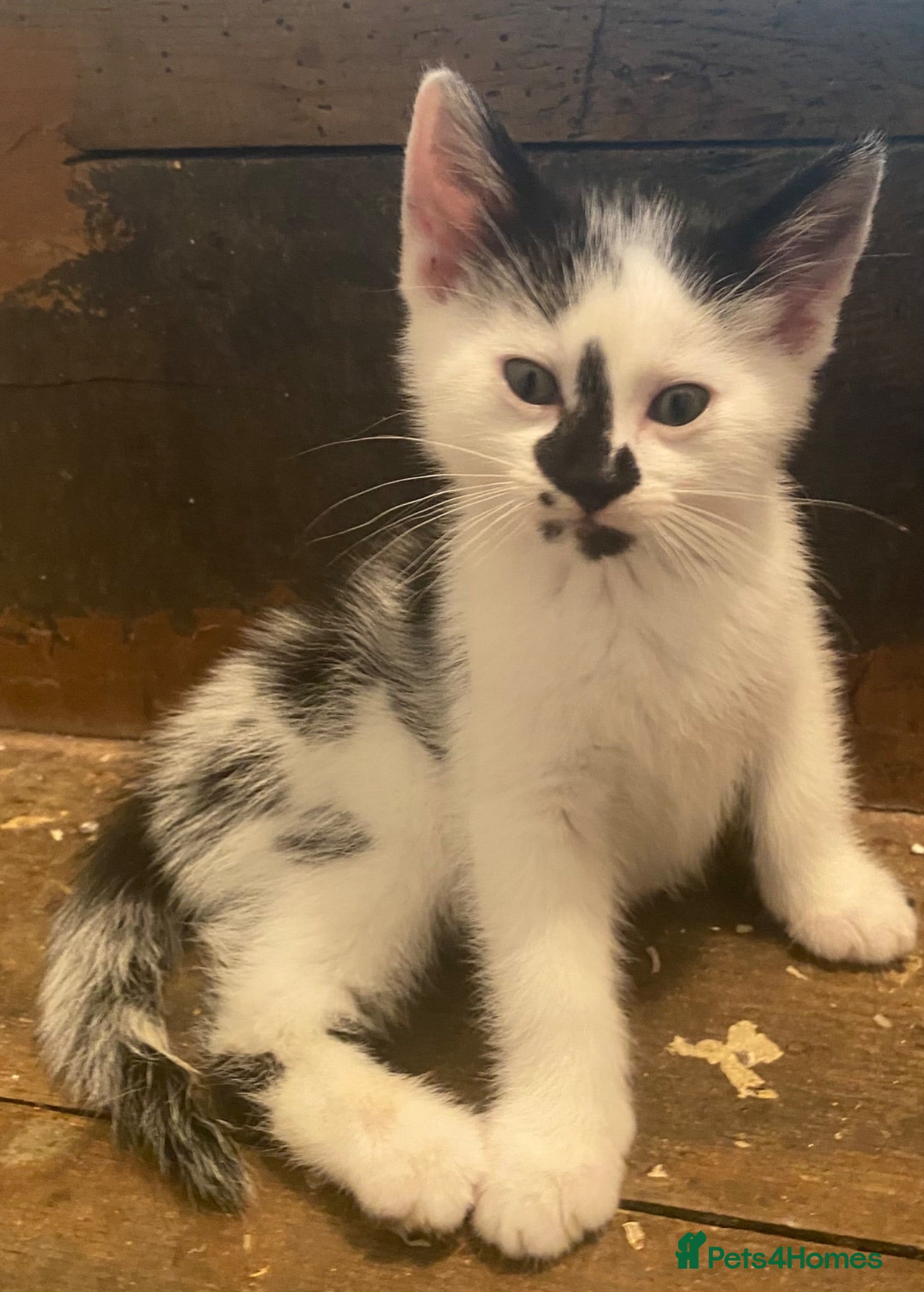 Mixed Breed cats Super friendly and stunning part Siamese kittens  - Advert 4