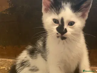 Mixed Breed cats Super friendly and stunning part Siamese kittens - Advert 2