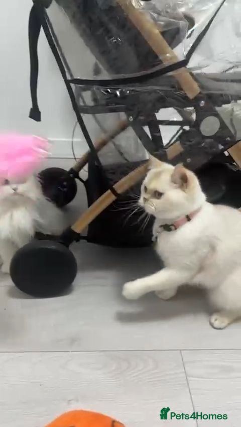 Persian cats Golden Point British Shorthair Female - Advert 20