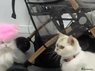 Persian cats Golden Point British Shorthair Female - Advert 20