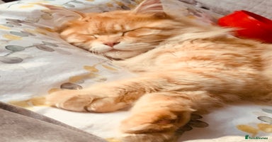 Maine Coon cats - Advert 10