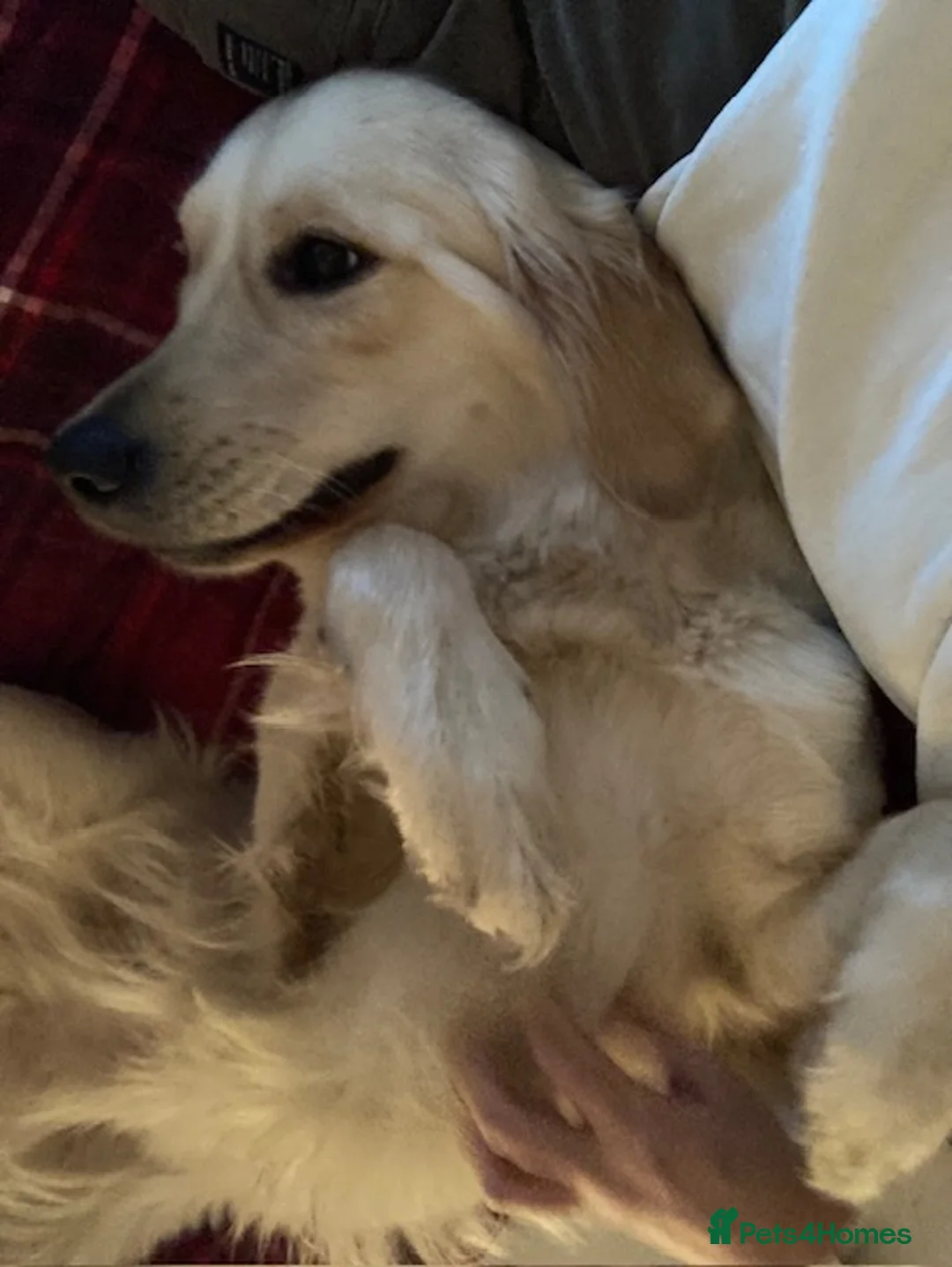 Golden Retriever dogs for sale: Millie - Advert 7