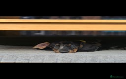 Dachshund dogs for sale: Beautiful puppies - Image 22