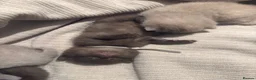 British Shorthair cats for sale: Grand Champion Line British Shorthair Kittens - Advert 9