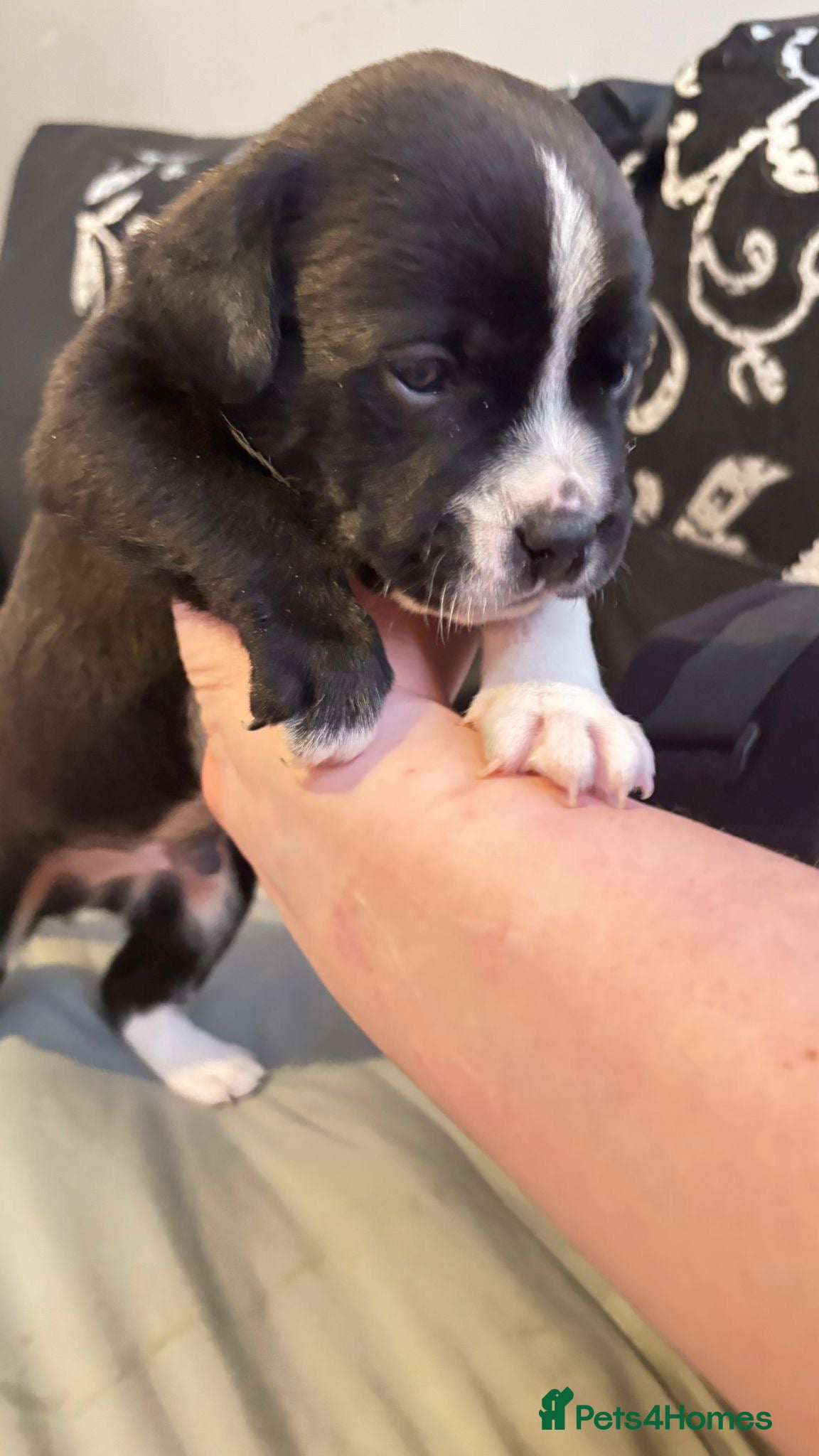 Mixed Breed dogs Mix breed Labrador/frenchie frenchadours  - Advert 2