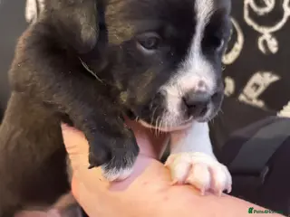 Mixed Breed dogs Mix breed Labrador/frenchie frenchadours - Advert 5