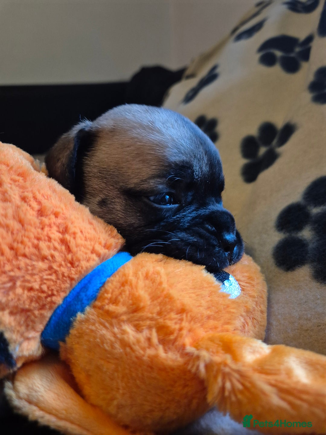 Bullmastiff dogs for sale: Beautiful Bullmastiff Puppies  - Advert 4