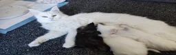 Maine Coon cats for sale: Maine coon Blue eyes + Long Hair in Burnley - Advert 14