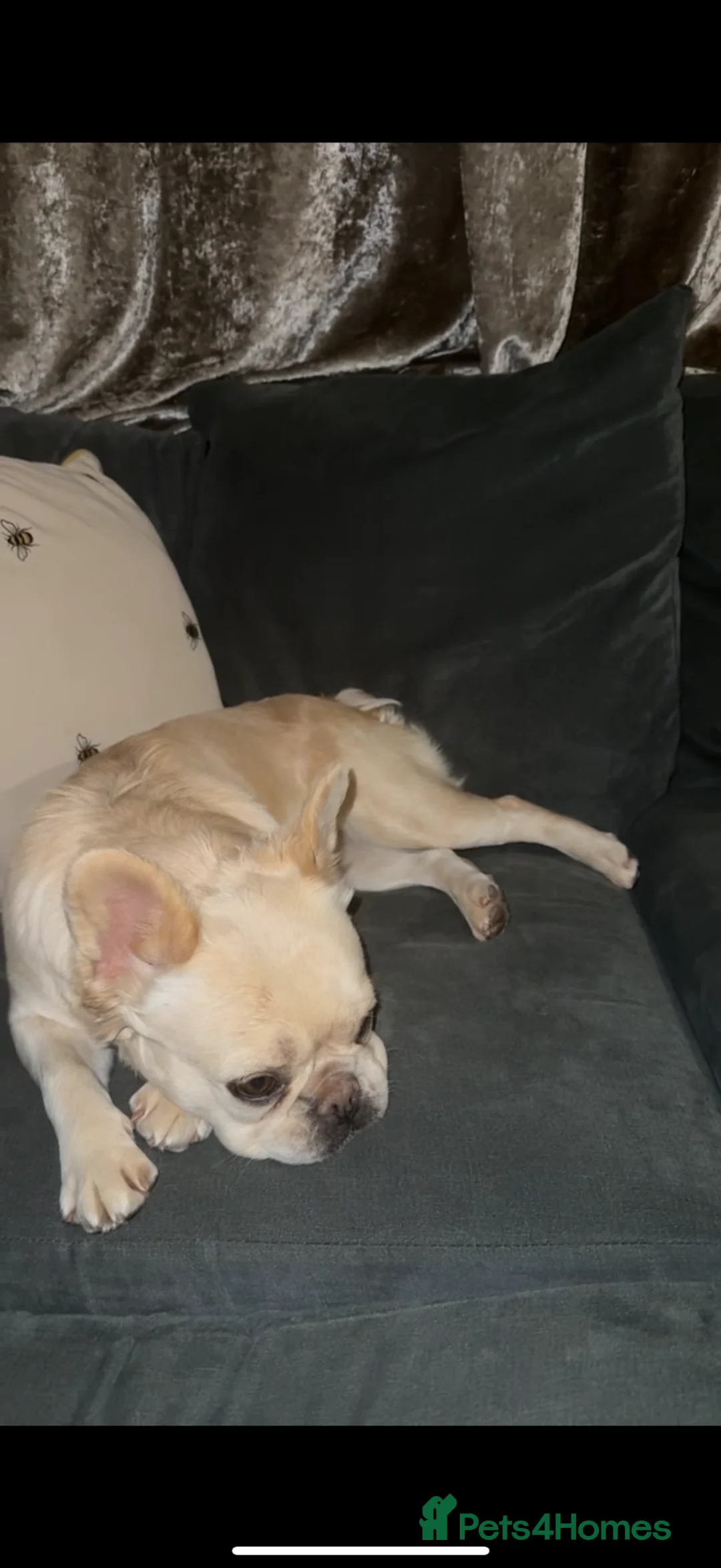 French Bulldog dogs for sale: Fluffy Frenchies Pedigree DWKC Papers  - Advert 2