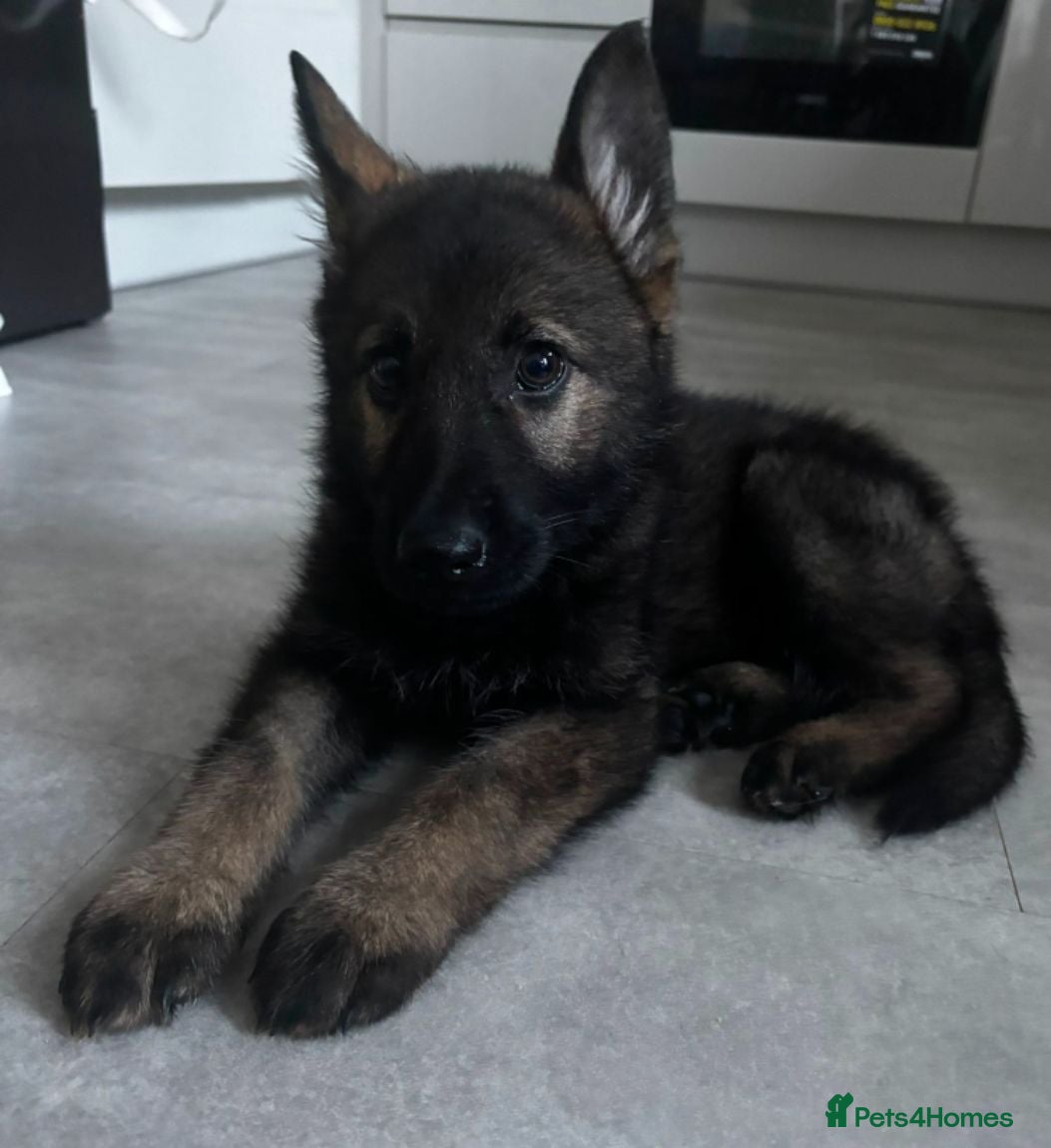 German Shepherd dogs German Shepherd Working Line Puppy - Advert 2