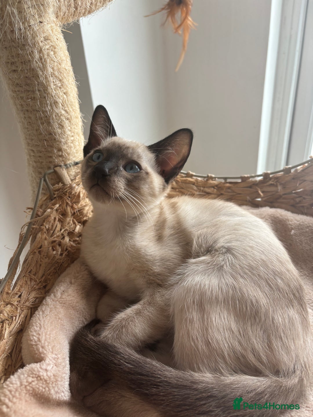 Siamese cats for sale: Playful Siamese Boys – Needs a Forever Family in Harpenden - Image 5