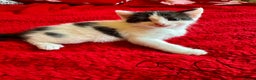 Mixed Breed cats for sale: kittens for sale  - Advert 5
