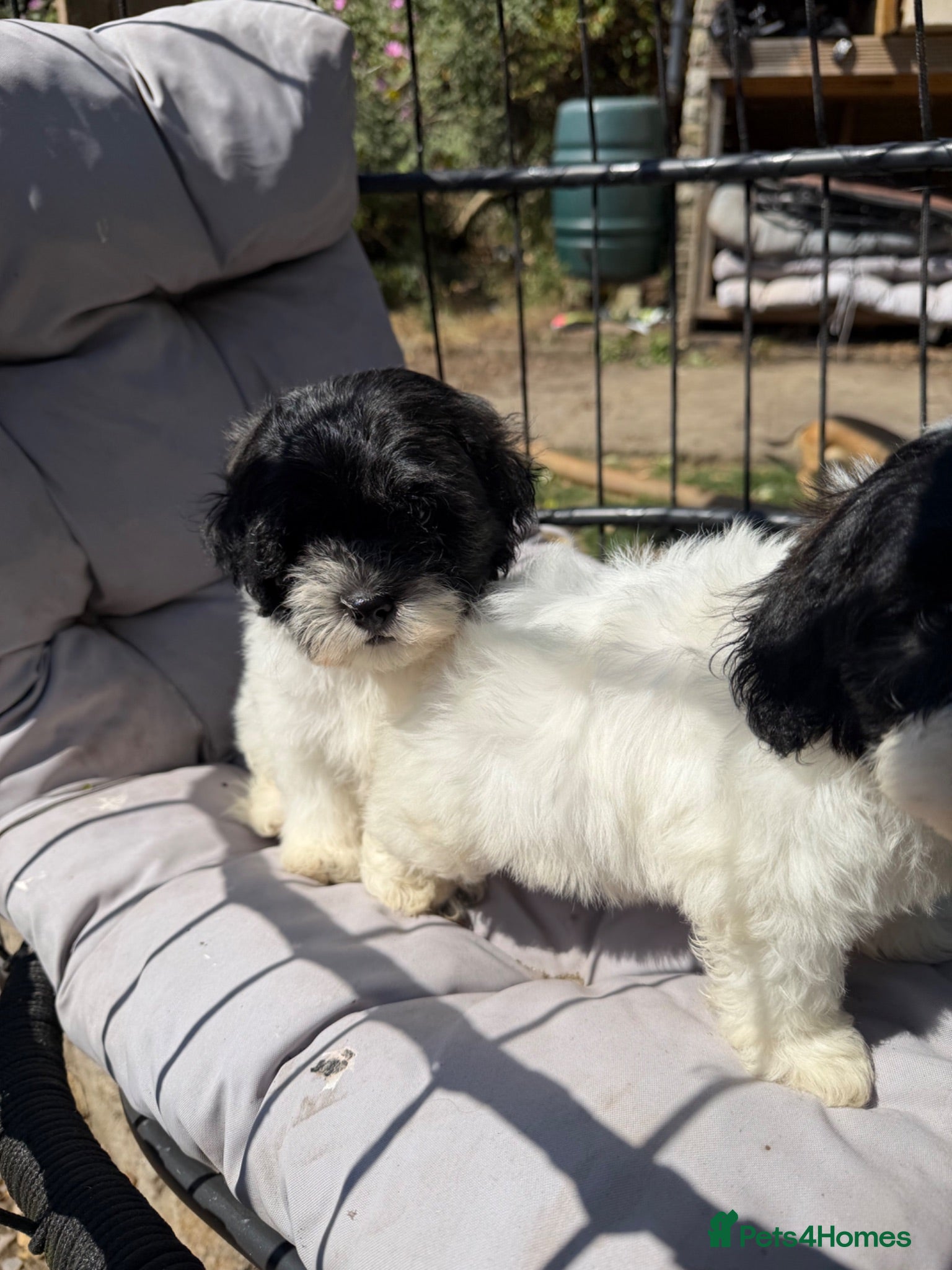 Mixed Breed dogs Ready to leave Toy poodle mixed breed puppies  - Advert 2