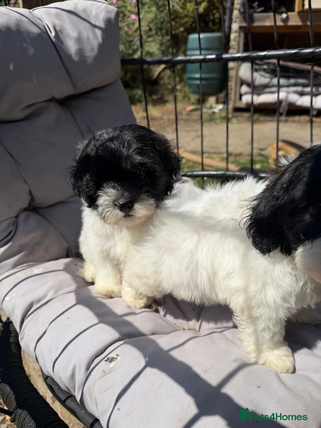 Mixed Breed dogs for sale: Ready to leave Toy poodle mixed breed puppies  - Advert 2