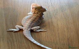 Bearded Dragon reptiles for sale: Baby bearded dragons  - Image 8