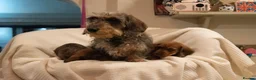 Dachshund dogs for sale: Miniature wire haired dachshunds - Advert 7