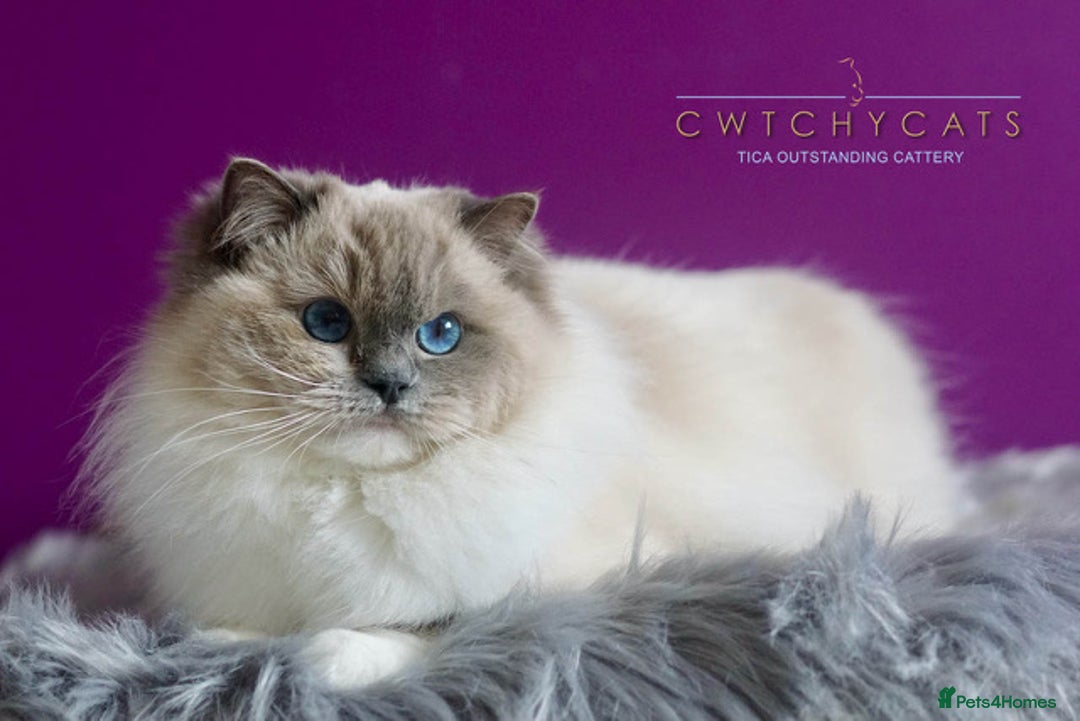 Ragdoll cats for sale: Pedigree Adult Ragdolls  - Advert 5