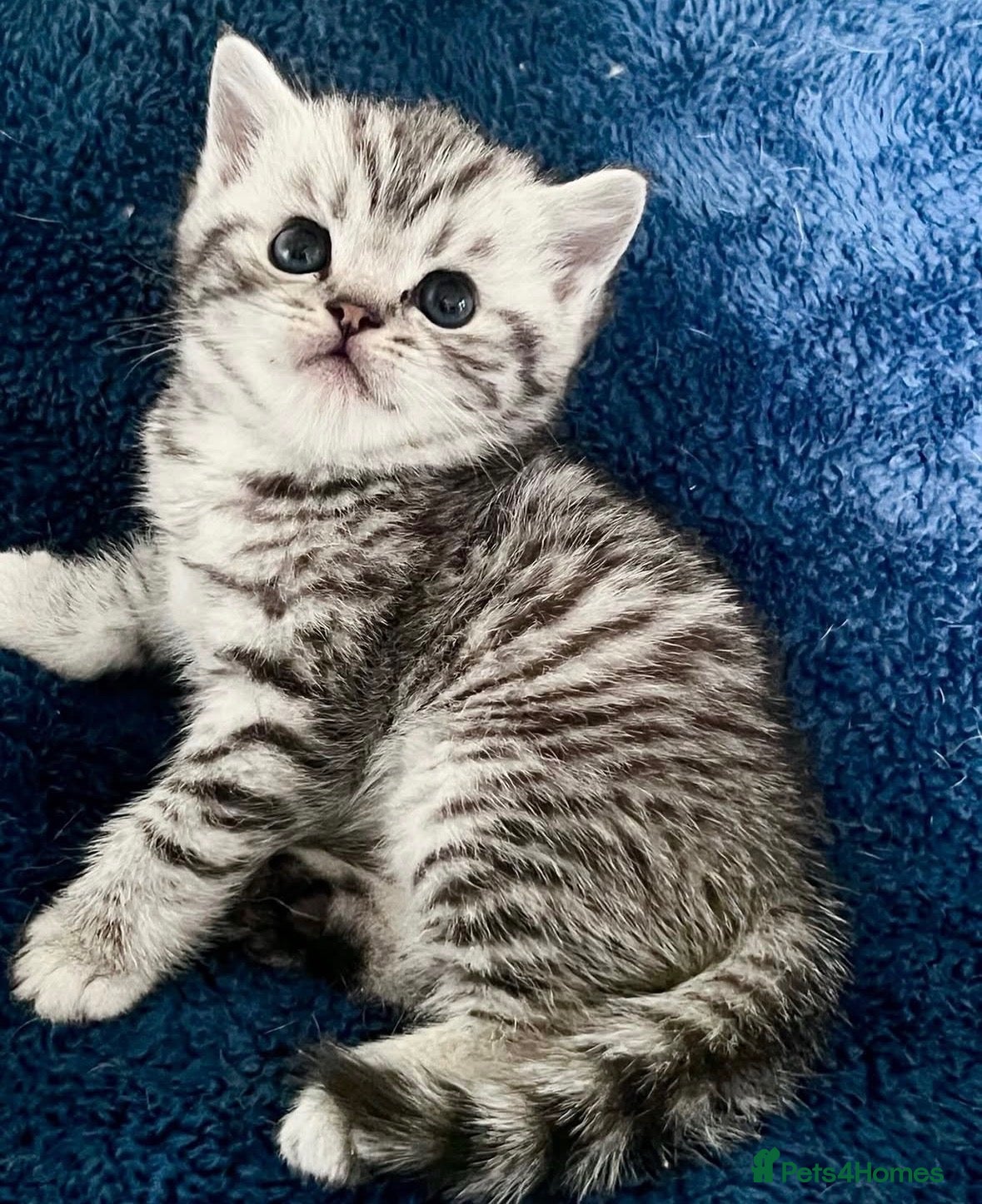 British Shorthair cats Stunning Classic British shorthair kittens - Advert 10