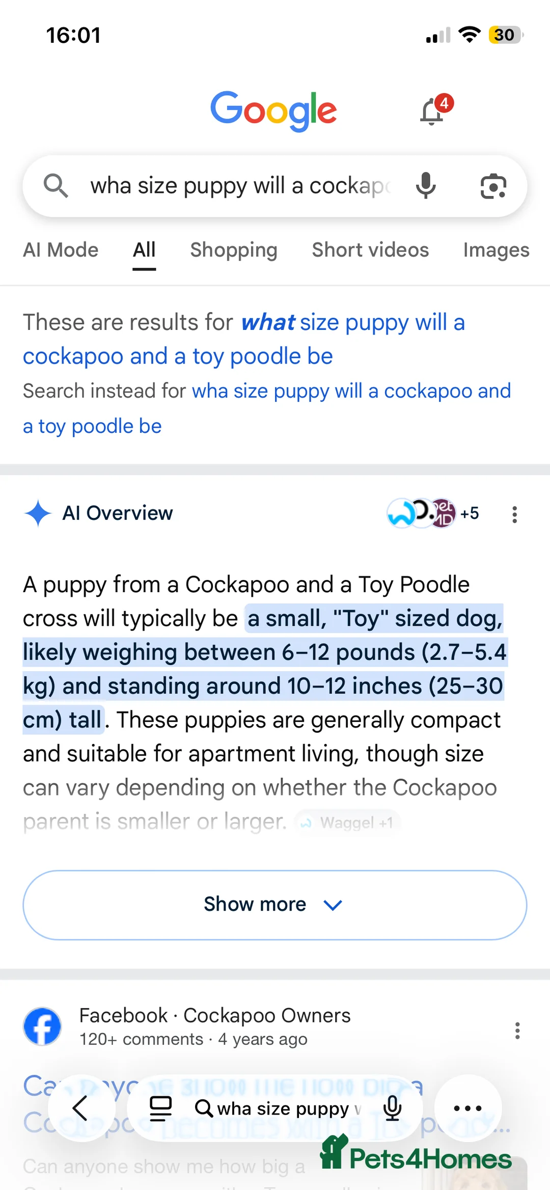 Cockapoo dogs for sale: X3 f1b cockapoo puppies  - Advert 2