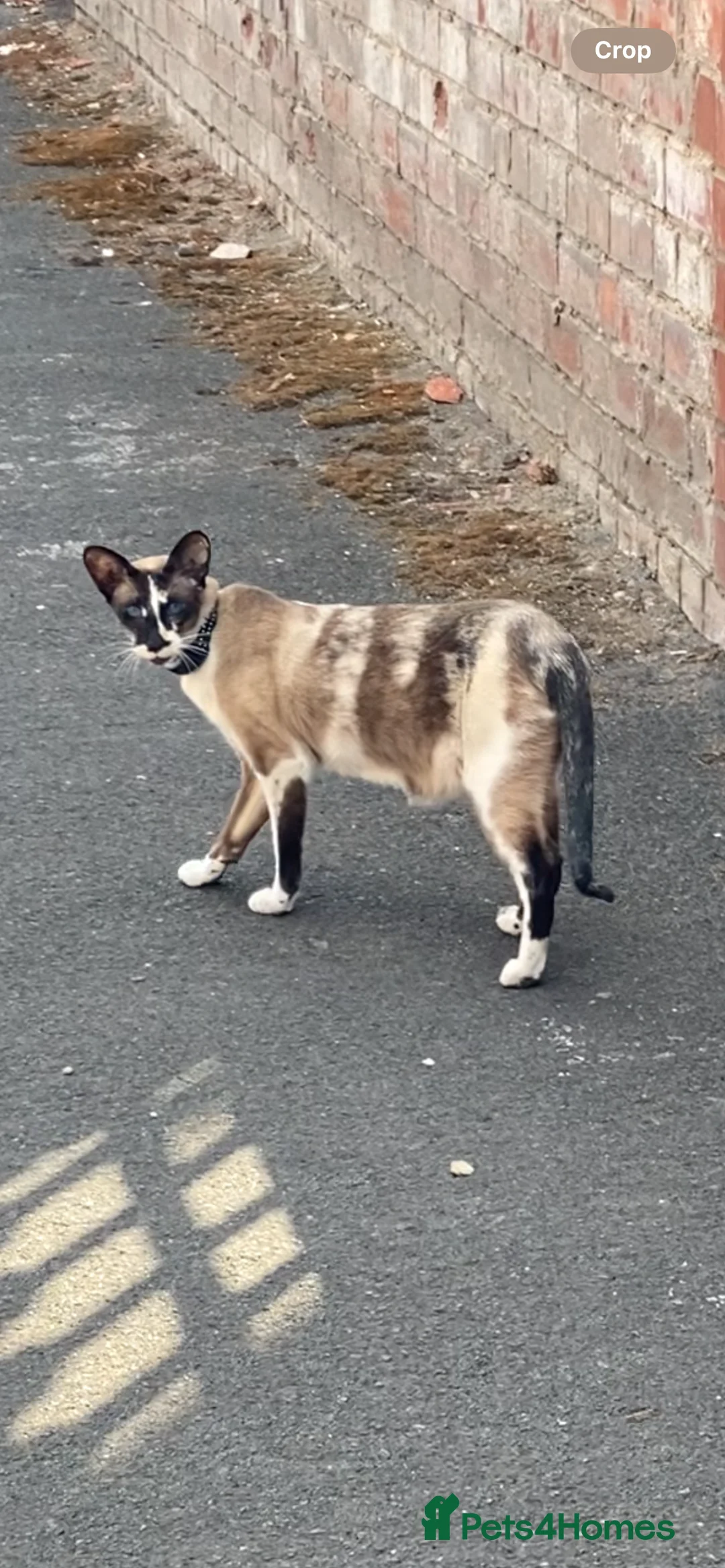 Bengal cats for sale: NALA🐆 - Advert 2