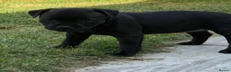Staffordshire Bull Terrier dogs for sale: KC REGISTERED STAFFORDSHIRE BULL TERRIERS  - Advert 6