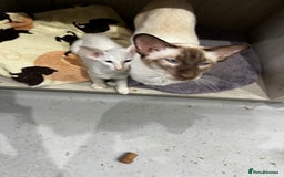 Siamese cats for sale: Rare Pure bred Balinese  - Image 3