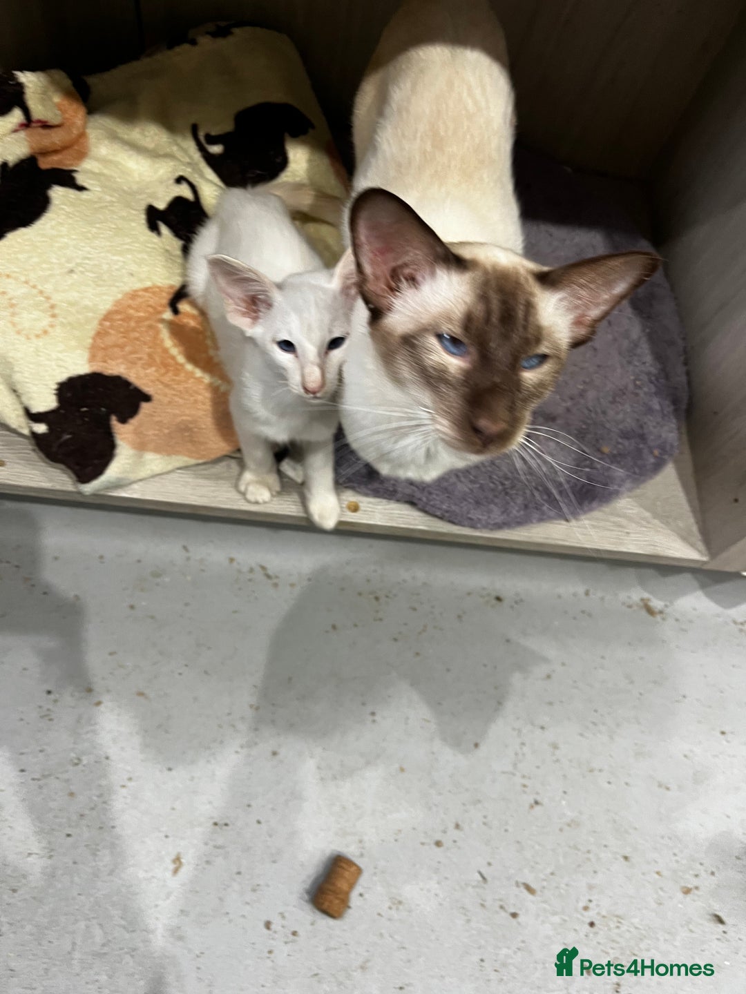 Siamese cats for sale: Rare Pure bred Balinese  - Image 3