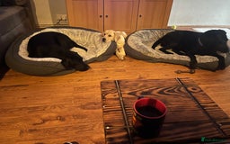 Labrador Retriever dogs for sale: Gorgeous, chunky pedigree Labrador puppy - Advert 11