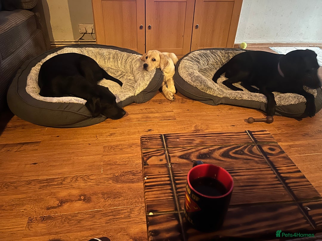 Labrador Retriever dogs for sale: Gorgeous, chunky pedigree Labrador puppy - Advert 11