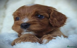 Cavapoo dogs for sale: Rare Miniature F1 Cavapoo Quality Puppies - Image 4