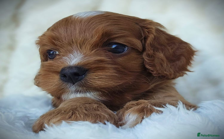 Cavapoo dogs - Advert 2
