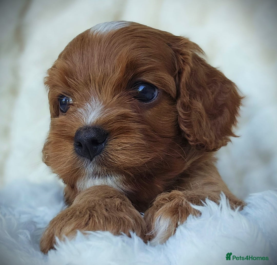 Cavapoo dogs for sale: Rare Miniature F1 Cavapoo Quality Puppies - Image 4